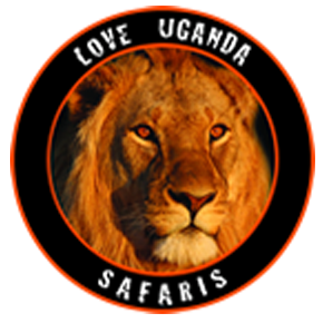 Love Uganda safaris